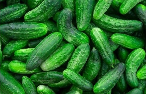 لماذا يجب أن تتناول الخيار يوميا؟
